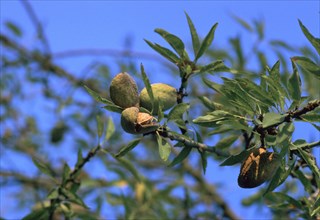 Ripe almonds in Sicily in August. Artist: Unknown