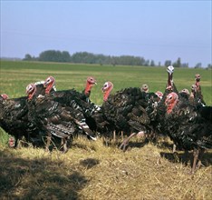 Flock of turkeys in Hungary. Artist: CM Dixon Artist: Unknown