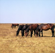 Herd of horses grazing on the Hortobagy plaza. Artist: CM Dixon Artist: Unknown