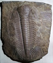 Fossil trilobite. Artist: Unknown