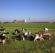 Cattle-milking in fields north-west of Amsterdam. Artist: Unknown