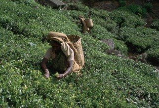 Tea-pickers in Sri Lanka. Artist: CM Dixon Artist: Unknown