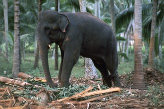 Sri Lankan elephant. Artist: CM Dixon Artist: Unknown