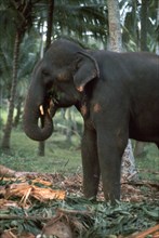 Elephant eating in Sri Lanka. Artist: CM Dixon Artist: Unknown