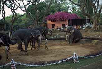 Elephants performing at Columbo zoo in Sri Lanka. Artist: CM Dixon Artist: Unknown