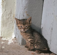 Kitten in Heracleion.