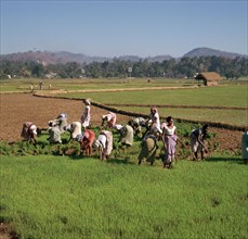 Planting rice in Sri Lanka.