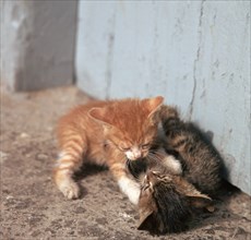 Kittens in Heracleion, Crete.