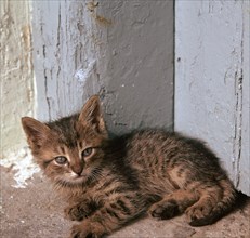 Kitten in Heracleion. Artist: Unknown