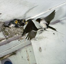 Swallows at a nest.