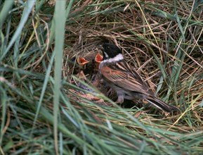 Male Reed Bunting at a nest.