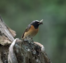 Redstart with insect. Artist: Unknown
