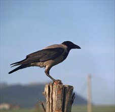 Hooded crow.