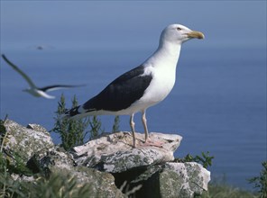 Greater black back gull.