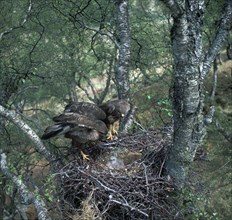 Pair of buzzards on the nest.