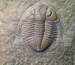 Fossil trilobite. Artist: Unknown