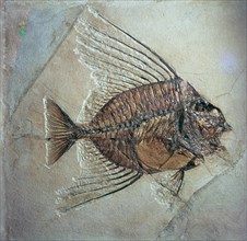 Fossil of Acantonemus Subaureus. Artist: Unknown