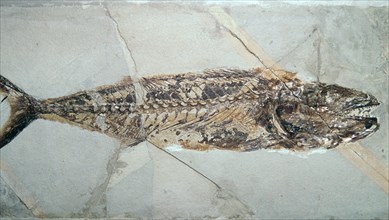 Fossil of Cybium Speciosum. Artist: Unknown