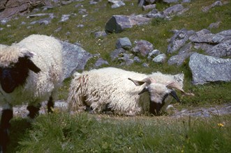Mountain sheep in Switzerland. Artist: Unknown