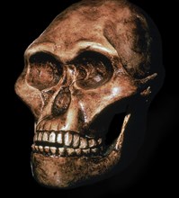 Skull of Australopithecus Africanus. Artist: Unknown
