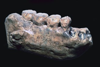 Jaw and teeth of Java Man. Artist: Unknown