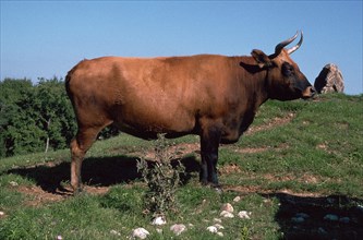 Auroch, a primitive breed of cattle re-introduced today by selective breeding. Artist: Unknown