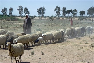 Shepherd south of Kairouan.