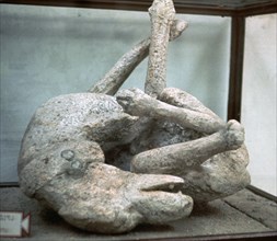Cast of a chained dog from Pompeii, 1st century. Creator: Unknown.