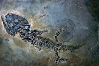 Labyrinthodontier fossil. Artist: Unknown