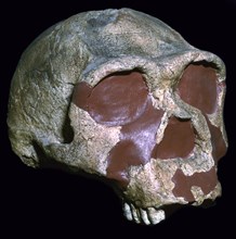 Skull of Homo Erectus. Artist: Unknown