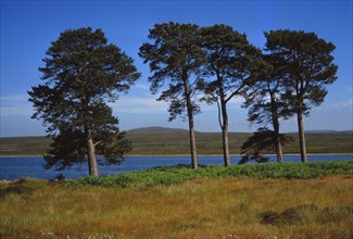 Pine Trees at Loch Ashie, 6 miles south of Inverness, Inverness-shire, 20th century. Artist: CM Dixon.