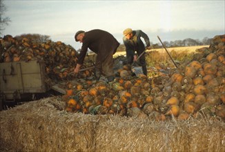 Clamp Swedes in late Autumn, Yorkshire, c1960. Artist: CM Dixon.