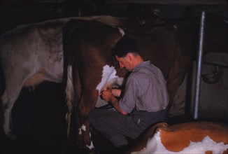 Mliking Cattle, Lake District Farm, c1960. Artist: CM Dixon.