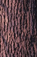 Oak Tree Bark, 20th century. Artist: CM Dixon.