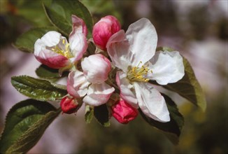 Apple Blossom (April), 20th century. Artist: CM Dixon.