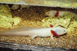 Mexican salamander (Ambystoma mexicanum) larva or Axolotl, 20th century. Artist: CM Dixon.