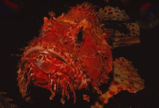 Scorpion Fish, (Peixe Carneiro), 20th century. Artist: CM Dixon.