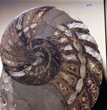 Section of Fossil Nautilus Shell. Artist: Unknown.