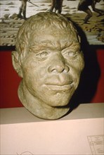 Neanderthal Man. Reconstruction of head, c20th century. Artist: Unknown.