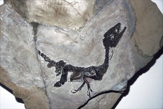 Cretaceous Dinosaur fossil, Mesozoic era. Artist: Unknown.