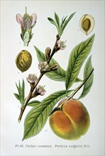 Common peach, 1893. Artist: Unknown