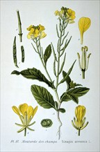 Wild mustard, 1893. Artist: Unknown