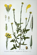 Hedge mustard, 1893. Artist: Unknown