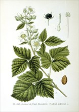 European dewberry, 1893. Artist: Unknown