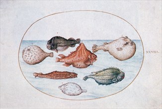 'Fish', 16th century. Artist: Joris Hoefnagel