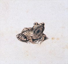 'Green Frog', 16th century. Artist: Joris Hoefnagel