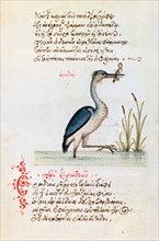 The Heron, 1564. Artist: Unknown
