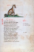 The Fox, 1564. Artist: Unknown