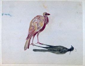 'Bird', 1820-1876. Artist: George Sand