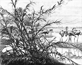 'A Parliament of Birds on the Lake Menaleh', 1880. Artist: Wilhelm Gentz